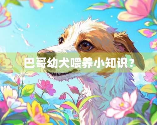 巴哥幼犬喂养小知识？