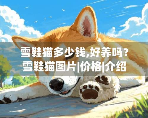 雪鞋猫多少钱,好养吗？雪鞋猫图片|价格|介绍