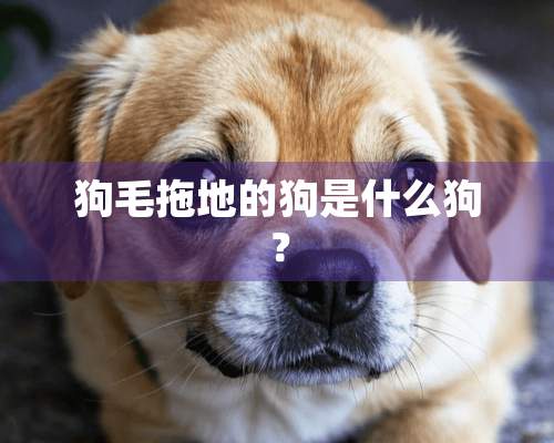 狗毛拖地的狗是什么狗？