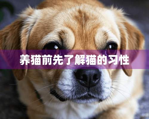 养猫前先了解猫的习性