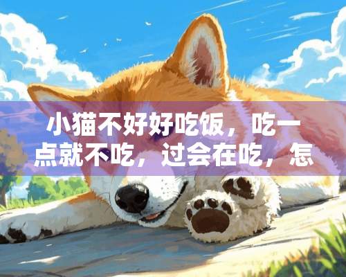 小猫不好好吃饭，吃一点就不吃，过会在吃，怎么办啊？