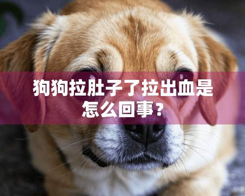 狗狗拉肚子了拉出血是怎么回事？