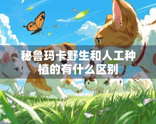 秘鲁玛卡野生和人工种植的有什么区别