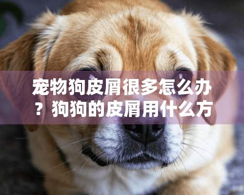 宠物狗皮屑很多怎么办？狗狗的皮屑用什么方法去掉？