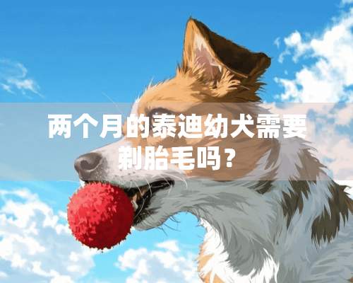 两个月的泰迪幼犬需要剃胎毛吗？