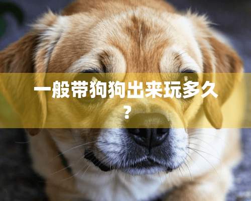 一般带狗狗出来玩多久？