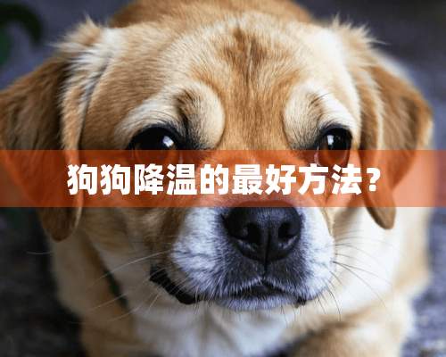 狗狗降温的最好方法？