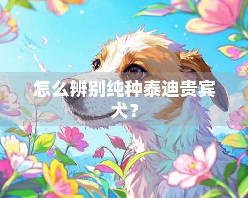 怎么辨别纯种泰迪贵宾犬？