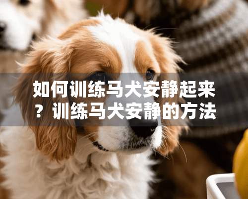 如何训练马犬安静起来？训练马犬安静的方法