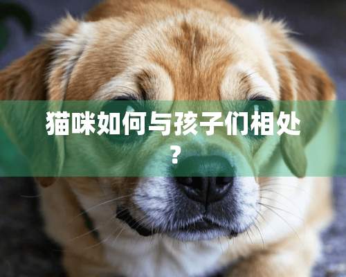 猫咪如何与孩子们相处？