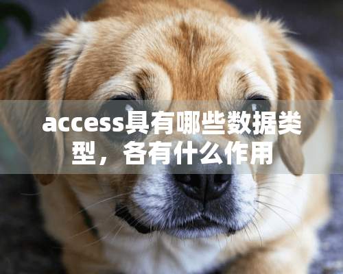 access具有哪些数据类型，各有什么作用