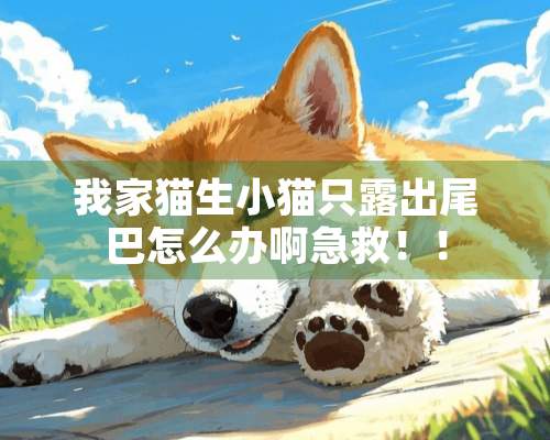 我家猫生小猫只露出尾巴怎么办啊急救！！