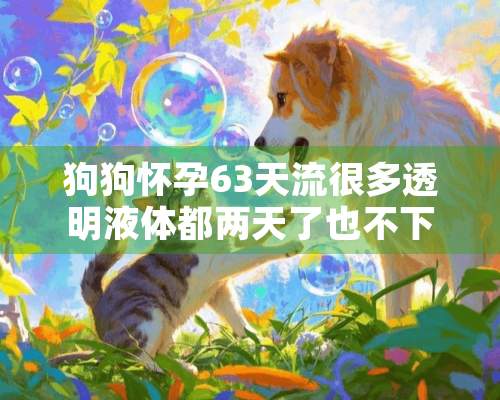 狗狗怀孕63天流很多透明液体都两天了也不下正常吗