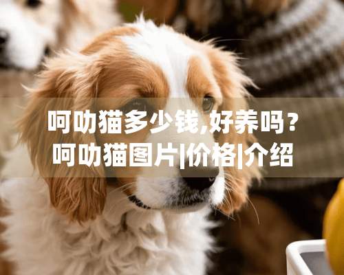 呵叻猫多少钱,好养吗？呵叻猫图片|价格|介绍