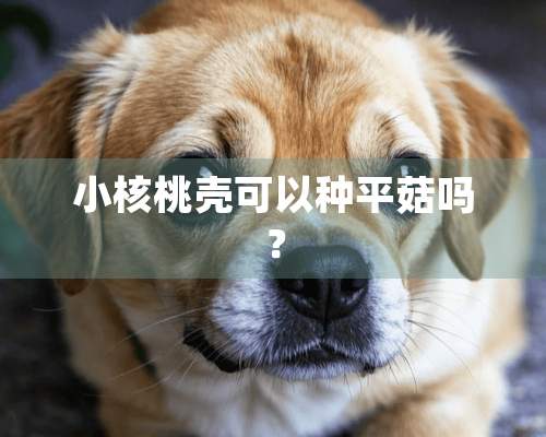 小核桃壳可以种平菇吗？