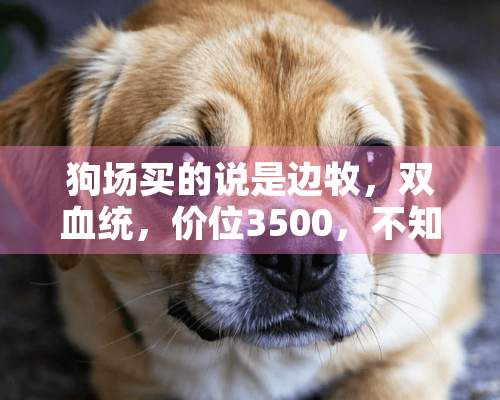 狗场买的说是边牧，双血统，价位3500，不知品相如何，求鉴定，是否买贵了。