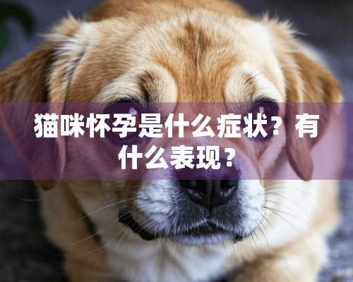 猫咪怀孕是什么症状？有什么表现？