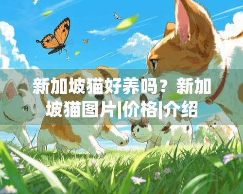 新加坡猫好养吗？新加坡猫图片|价格|介绍