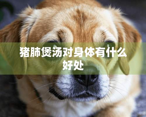 猪肺煲汤对身体有什么好处