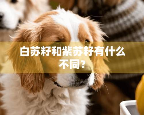 白苏籽和紫苏籽有什么不同？