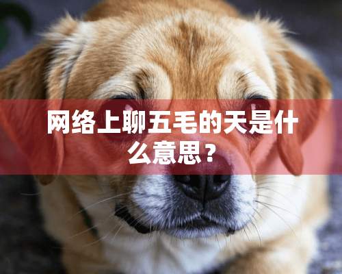 网络上聊五毛的天是什么意思？