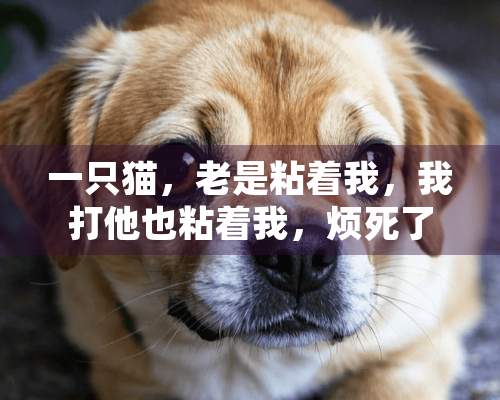 一只猫，老是粘着我，我打他也粘着我，烦死了