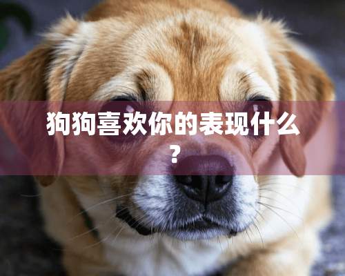 狗狗喜欢你的表现什么？