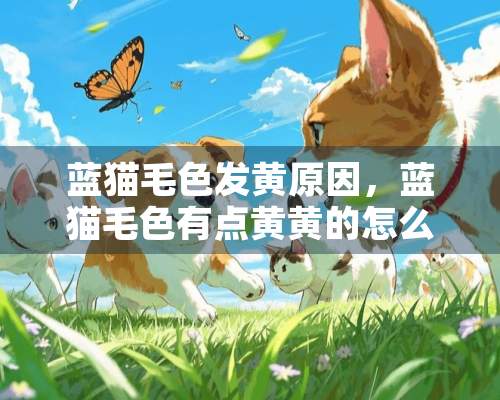 蓝猫毛色发黄原因，蓝猫毛色有点黄黄的怎么办