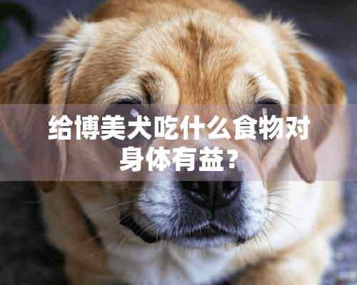 给博美犬吃什么食物对身体有益？