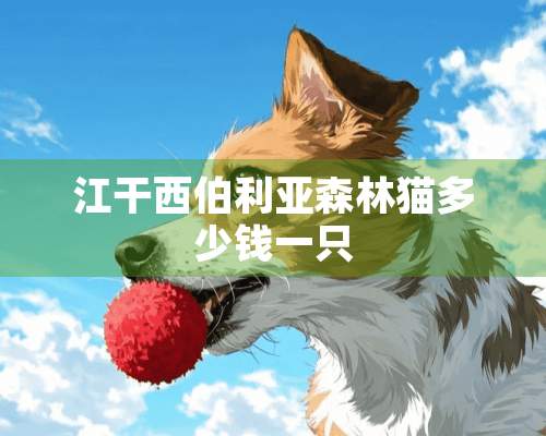 江干西伯利亚森林猫多少钱一只