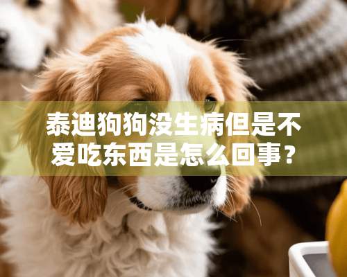 泰迪狗狗没生病但是不爱吃东西是怎么回事？