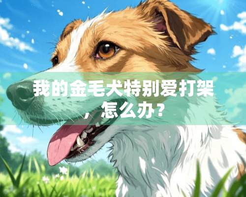 我的金毛犬特别爱打架，怎么办？