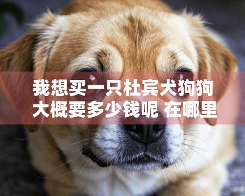 我想买一只杜宾犬狗狗 大概要多少钱呢 在哪里