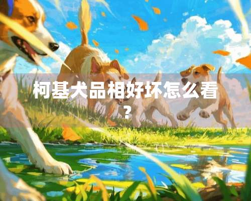 柯基犬品相好坏怎么看？