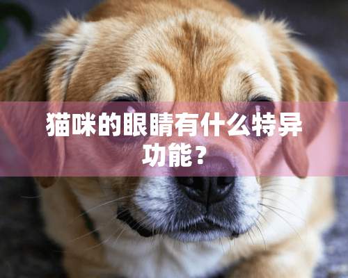 猫咪的眼睛有什么特异功能？