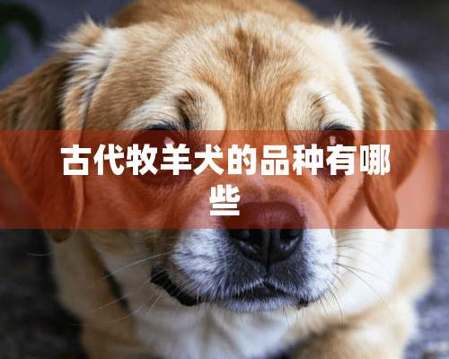 古代牧羊犬的品种有哪些