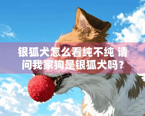 银狐犬怎么看纯不纯 请问我家狗是银狐犬吗？