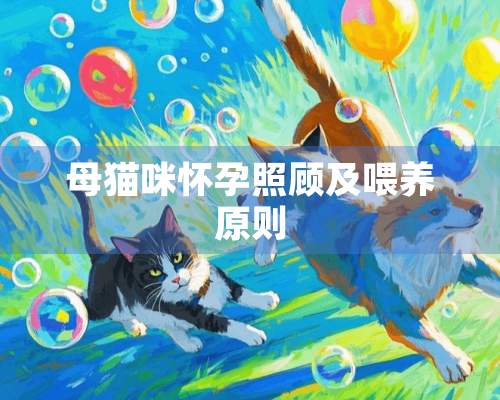 母猫咪怀孕照顾及喂养原则