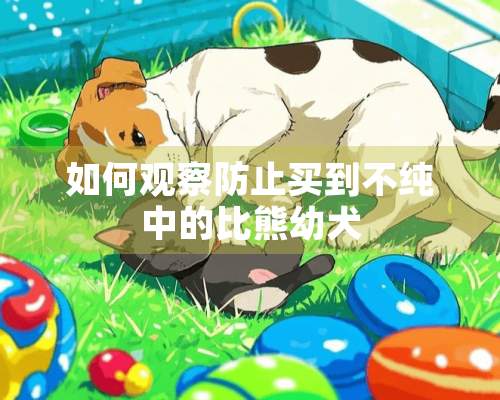 如何观察防止买到不纯中的比熊幼犬