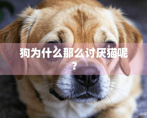 狗为什么那么讨厌猫呢？