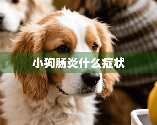 小狗肠炎什么症状