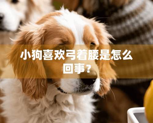 小狗喜欢弓着腰是怎么回事？