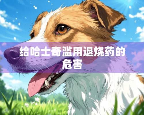 给哈士奇滥用退烧药的危害