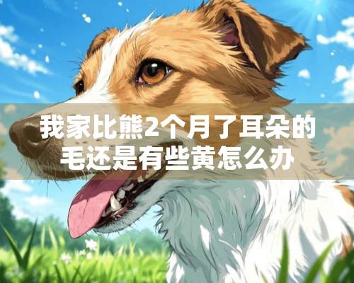 我家比熊2个月了耳朵的毛还是有些黄怎么办