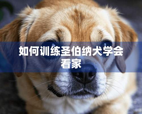 如何训练圣伯纳犬学会看家