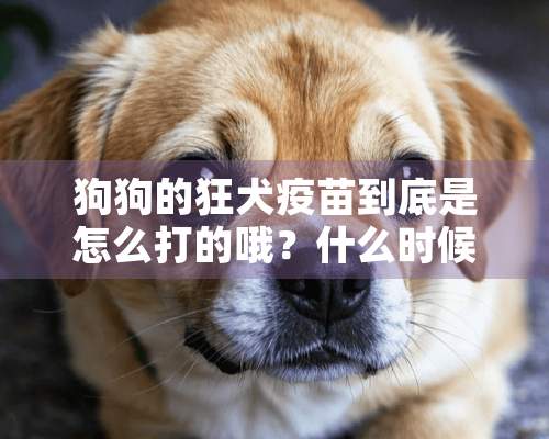 狗狗的狂犬疫苗到底是怎么打的哦？什么时候打？一年打几次？