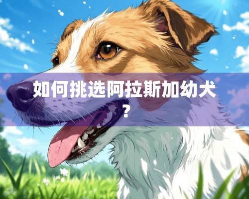 如何挑选阿拉斯加幼犬？