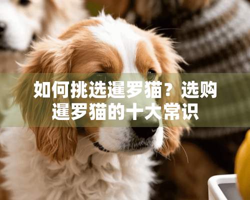 如何挑选暹罗猫？选购暹罗猫的十大常识