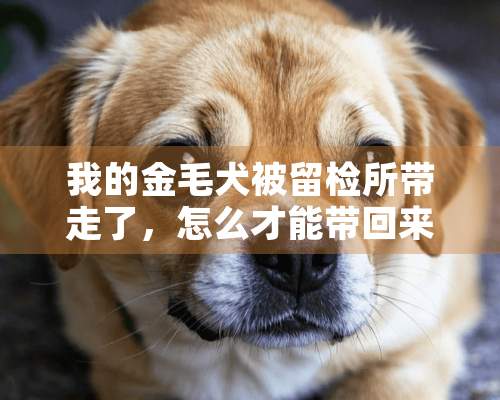 我的金毛犬被留检所带走了，怎么才能带回来？