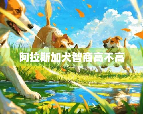 阿拉斯加犬智商高不高